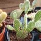 CACTUS MICKEY MOUSE 4