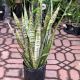 SNAKE PLANT ZEYLANICA