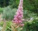 SPIREA STEEPLEBUSH