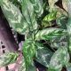 AGLAONEMA 4