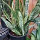 SNAKE PLANT 14