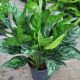 AGLAONEMA 10