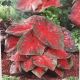 BULB CALADIUM RED FLASH