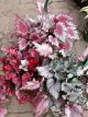 REX BEGONIA 8