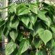 PHILODENDRON HANGING BASKET 10