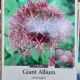 ALLIUM CHRISTOPHII 7PP