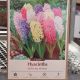 HYACINTH EASTER JOY MIX 5PP