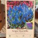 GRAPE HYACINTH 25PP