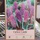 MUSCARI COTTON CANDY 12PP