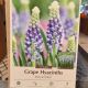 MUSCARI JULIA 12PP