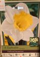 NARCISSUS HOLLAND SENSATION 4PP