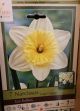 NARCISSUS ICE FOLLIES 7PP