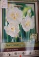 NARCISSUS CHEERFULNESS 8PP