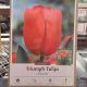 TULIP HOLLANDIA 8PP