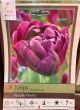 TULIP PURPLE PEONY 8PP