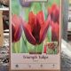 TULIP SLAWA 8PP