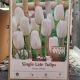 TULIP SNOW WHITE 8PP