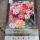 TULIP DOUBLE LATE MIX 15PP