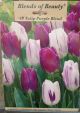 TULIP PURPLE BLEND 18PP