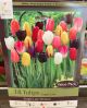 TULIP SINGLE LATE MIX 20PP