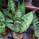 SNAKE PLANT 4