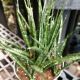 SNAKE PLANT 6