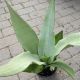 SNAKE PLANT 6