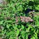 BUTTERFLY BUSH WEEPING PINK CASCADE #3