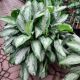 AGLAONEMA 12