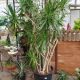 DRACAENA 17