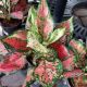 AGLAONEMA 5