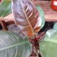 PHILODENDRON 6