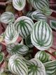 PEPEROMIA 6