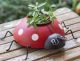 LADYBUG PLANTER