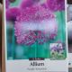 ALLIUM PURPLE SENSATION 8PP