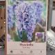 HYACINTH DELFT BLUE 5PP