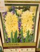  HYACINTH GYPSY PRINCESS 5PP