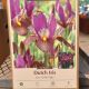 DUTCH IRIS EYE OF THE TIGER 12PP