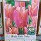 TULIP SALMON PRINCE 10PP