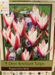 TULIP PEPPERMINT STICK 9PP