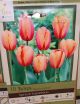 TULIP APRICOT IMPRESSION 10PP