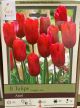 TULIP ARIEL 8PP