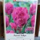 TULIP PARROT PRINCE 10PP