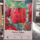 TULIP PARROT RED MADONNA 7PP