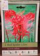 RED SPIDER LILY 2PP