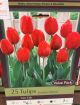 TULIP VAN EIJK 25PP