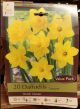 DAFFODILS DUTCH MASTER 20PP