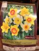 NARCISSUS LARGE CUPPED MIX 20PP