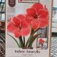 AMARYLLIS MAGIC TOUCH