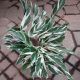 CALATHEA 6